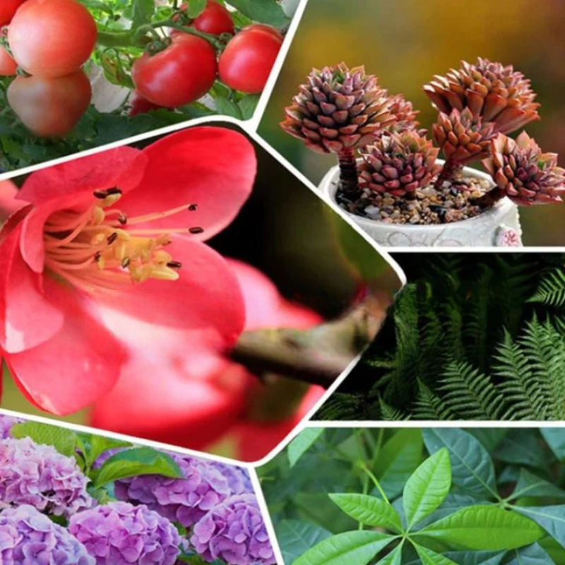 Îngrășământ concentrat pentru a reda viață plantelor dumneavoastră în mod natural