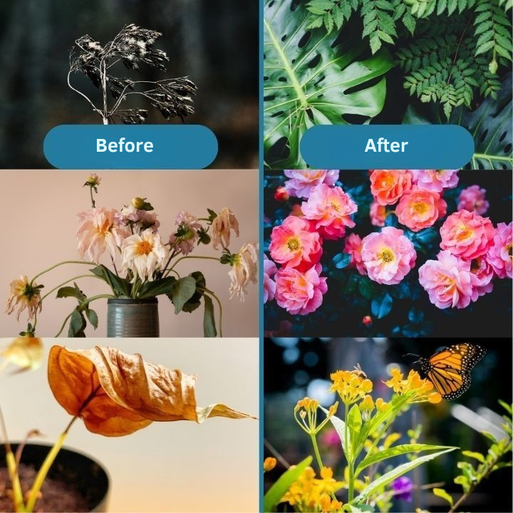 Îngrășământ concentrat pentru a reda viață plantelor dumneavoastră în mod natural